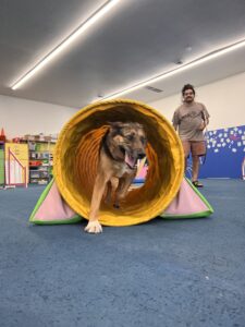 Dog running through tunnel