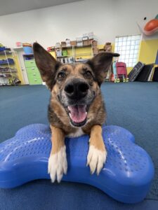 Happy dog at Journey Agility
