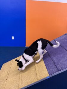 Dog does the aframe